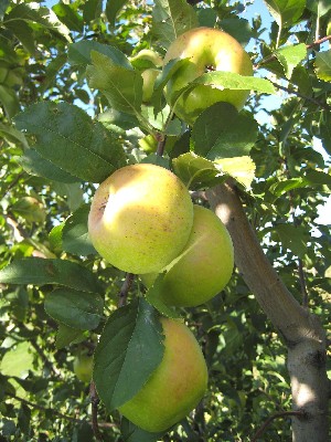 Albemarle Pippin - Apple Varieties