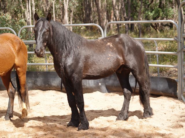 Waler 1 - horse Breeds | ცხენის ჯიშები| cxenis jishebi
