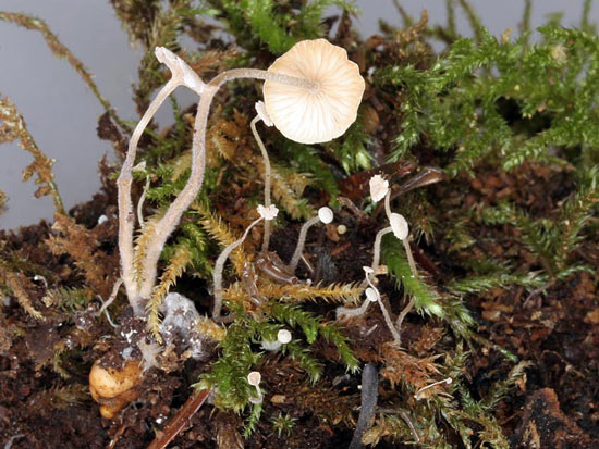 Collybia cookei - Mushroom Species Images