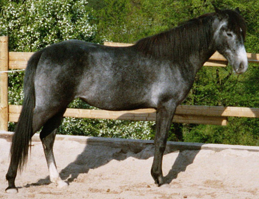 Arabian-Berber Horse - horse Breeds | ცხენის ჯიშები| cxenis jishebi