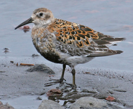 Rock Sandpiper - Bird Species | Frinvelis jishebi | ფრინველის ჯიშები