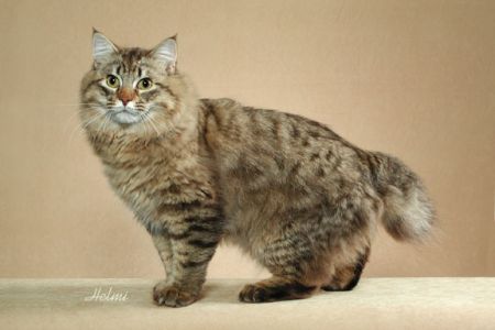 American Bobtail 3 - cat Breeds | კატის ჯიშები | katis jishebi