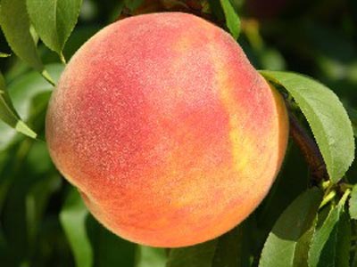 Suncrest - Peach Varieties