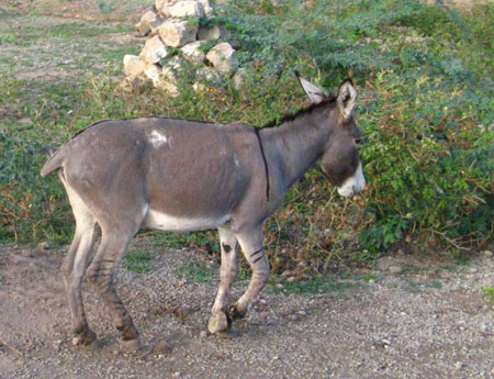 Abyssinian Donkey - donkeys breeds | viris jishebi | ვირის ჯიშები