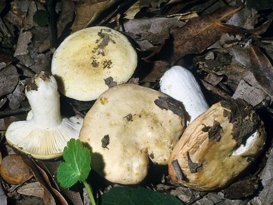 Russula basifurcata - Mushroom Species Images