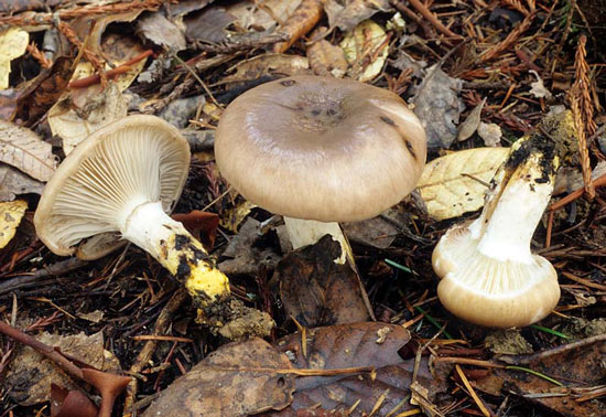 Gomphidius oregonensis - Fungi species | sokos jishebi | სოკოს ჯიშები