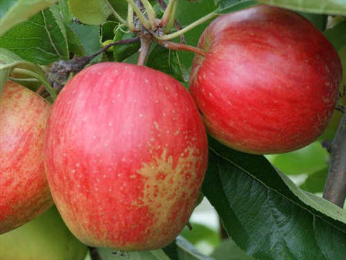 Arlet / Swiss Gourmet - Apple Varieties