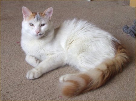 Turkish Van 3 - cat Breeds | კატის ჯიშები | katis jishebi