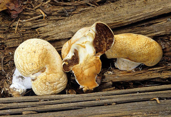 Nivatogastrium nubigenum - Fungi species | sokos jishebi | სოკოს ჯიშები