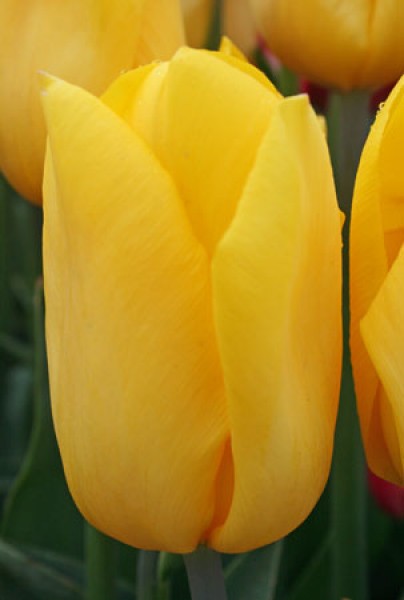 Strong Gold -                                                         Species Tulip| TITA | ტიტა                                                        