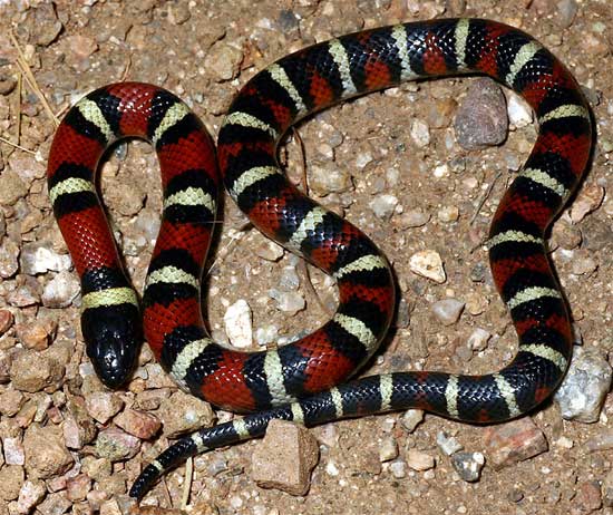 Lampropeltis triangulum celaenops - New Mexico Milksnake - snake species | gveli | გველი