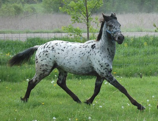 Appaloosa Sport Horse - horse Breeds | ცხენის ჯიშები| cxenis jishebi