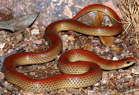  GROUNDSNAKE  Sonora semiannulata - snake species | gveli | გველი
