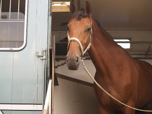 Groningen 2 - horse Breeds | ცხენის ჯიშები| cxenis jishebi