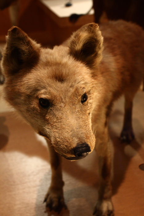 The Honshu Wolf - wolf species | mglis jishebi | მგლის ჯიშები