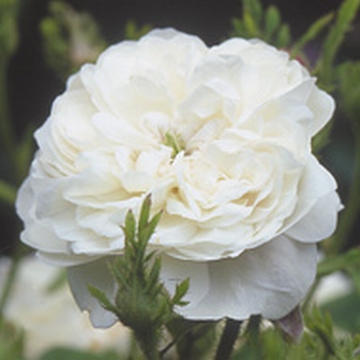 Mme Hardy - Rose Varieties | VARDI | ვარდი                                                                                                                