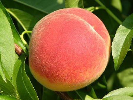 Starfire - Peach Varieties