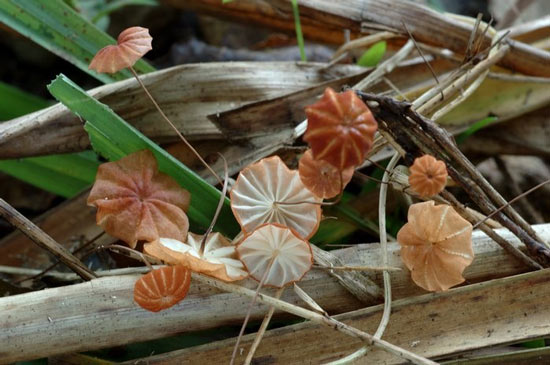 Marasmius curreyi - Fungi species | sokos jishebi | სოკოს ჯიშები