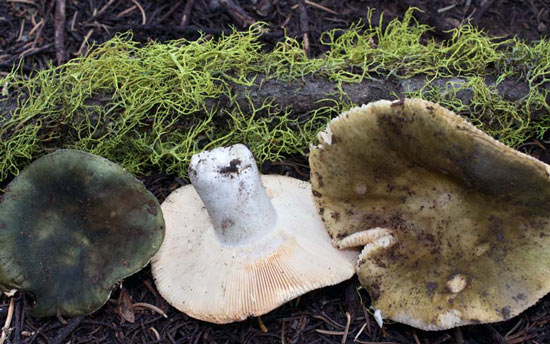 Russula aeruginea  - Fungi species | sokos jishebi | სოკოს ჯიშები