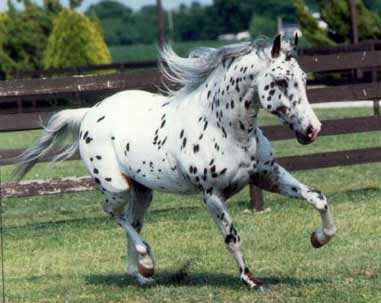 ცხენი Appaloosa - ის სურათი