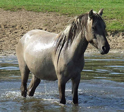 Altwurttemberg Horse - horse Breeds | ცხენის ჯიშები| cxenis jishebi