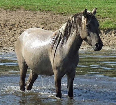 Altwurttemberg Horse - cat Breeds | კატის ჯიშები | katis jishebi