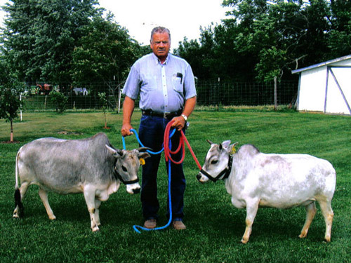 Miniature Cattle - COW BREEDS | DZROXIS JISHEBI | ძროხის ჯიშები