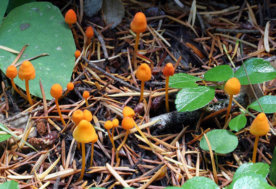 Mycena strobilinoides - Fungi species | sokos jishebi | სოკოს ჯიშები