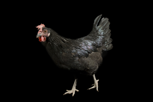 Minorca 2 - chicken Breeds | ქათმის ჯიშები | qatmis jishebi