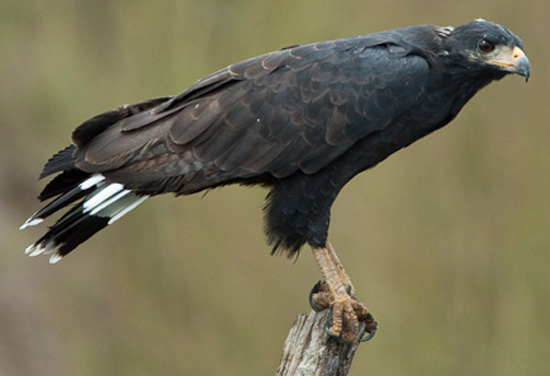 Common Black-Hawk - Bird Species | Frinvelis jishebi | ფრინველის ჯიშები
