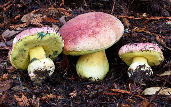 Boletus regius - Fungi species | sokos jishebi | სოკოს ჯიშები