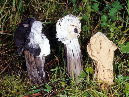 Hypomyces cervinigenus - Fungi species | sokos jishebi | სოკოს ჯიშები