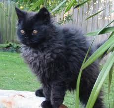 Selkirk Rex 3 - cat Breeds | კატის ჯიშები | katis jishebi