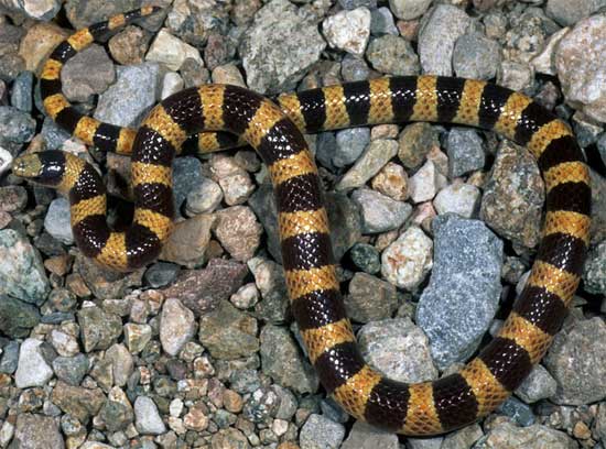 Chionactis occipitalis talpina - Nevada Shovel-nosed Snake - snake species | gveli | გველი
