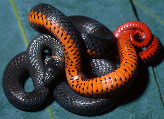 Diadophis punctatus amabilis - Pacific Ring-necked Snake - snake species | gveli | გველი