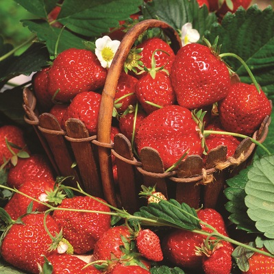 Delia - Strawberry Varieties