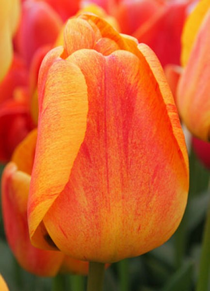 Beauty of Apeldoorn -                                                         Species Tulip| TITA | ტიტა                                                        