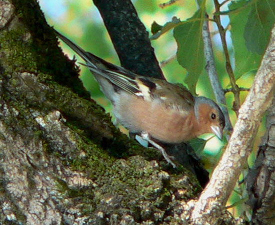 Common Chaffinch - Bird Species | Frinvelis jishebi | ფრინველის ჯიშები