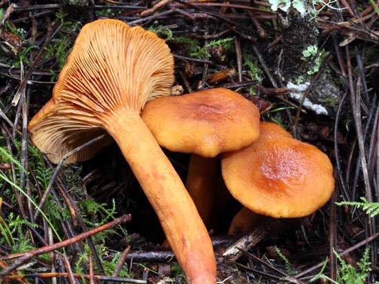 Candy Cap: Lactarius rubidus - Fungi species | sokos jishebi | სოკოს ჯიშები