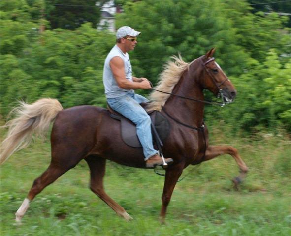 Racking Horse 2 - horse Breeds | ცხენის ჯიშები| cxenis jishebi