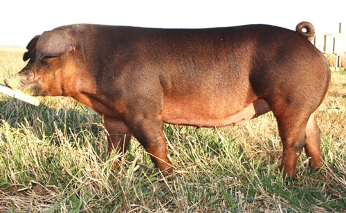 Duroc - pig breeds | goris jishebi | ღორის ჯიშები