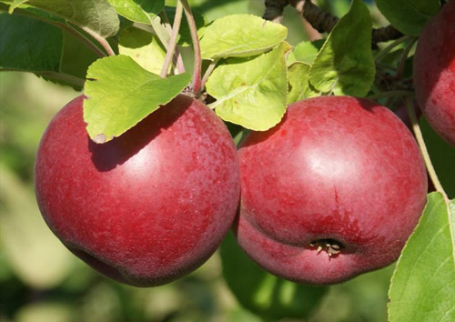McIntosh - Apple Varieties