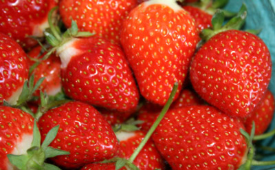 Evie 2 - Strawberry Varieties