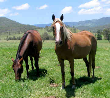 Australian Stock Horse 1 - cat Breeds | კატის ჯიშები | katis jishebi