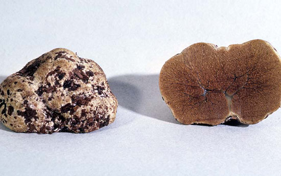 Hymenogaster utriculatus - Mushroom Species Images