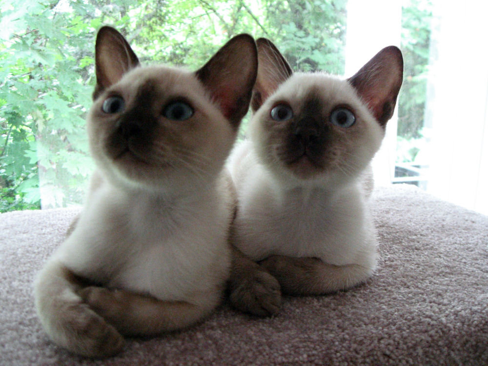 Tonkinese