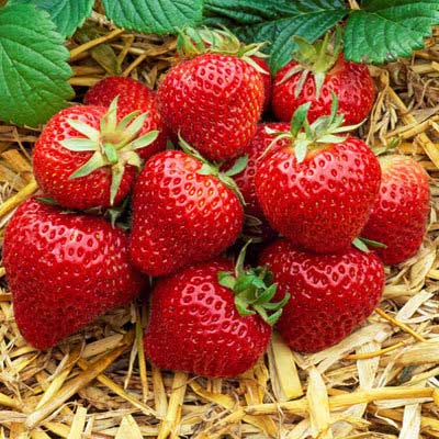 Florence - Strawberry Varieties