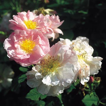 Celsiana - Rose Varieties | VARDI | ვარდი                                                                                                                