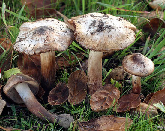 Inocybe fraudans - Fungi species | sokos jishebi | სოკოს ჯიშები