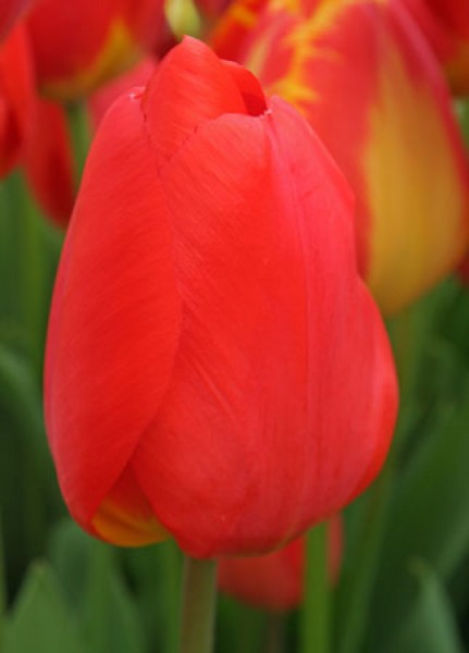 Oxford -                                                         Species Tulip| TITA | ტიტა                                                        